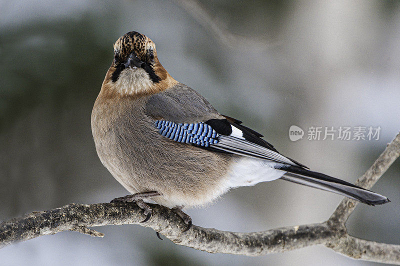 欧亚松鸦(Garrulus glandarius)是一种广泛分布于西欧、非洲西北部、亚洲东海岸和东南亚的鸟类。布兰蒂氏群有一个大的白色翅斑，淡红色头